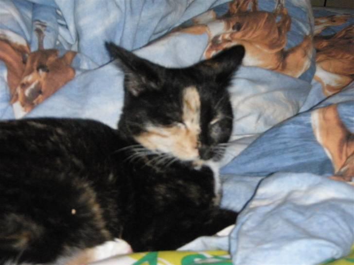 Huskat Beatuy (store skid) - Du vil altid være min billede 4