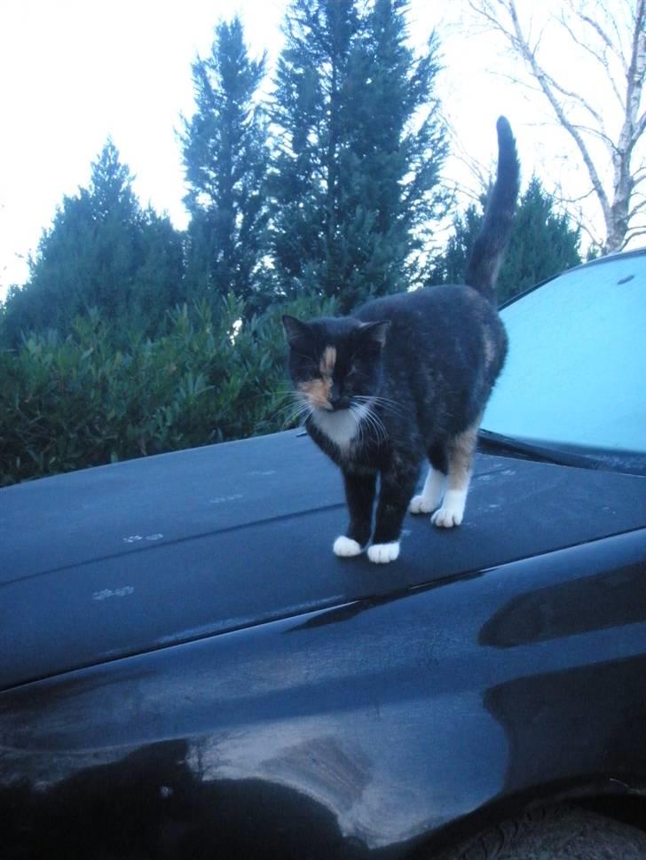 Huskat Beatuy (store skid) - Elsker dig billede 5