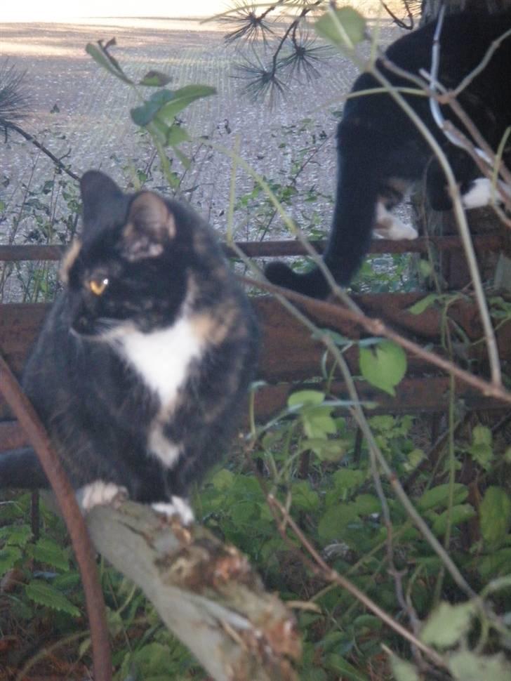 Huskat Beatuy (store skid) billede 6