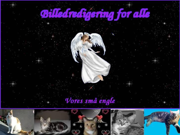 Maine Coon Bolt billede 14