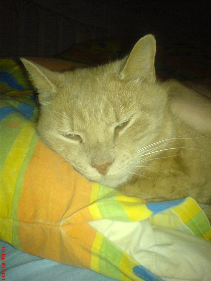 Huskat Miv *død* - Du vil altid være i mit hjerte.  billede 1