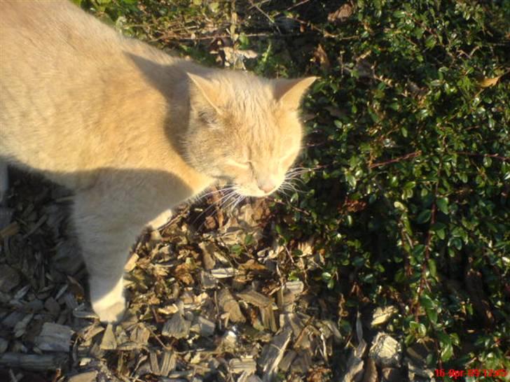 Huskat Miv *død* billede 2