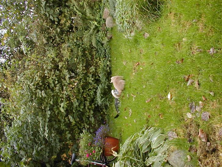 Huskat Miv *død* billede 4