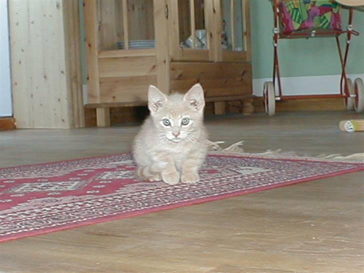 Huskat Miv *død* - Ham som lille billede 5