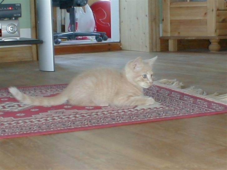 Huskat Miv *død* - ligger lige stille og roligt billede 6