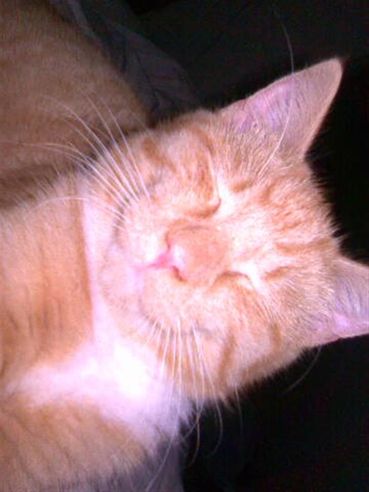 Huskat Sophus Snap - (Sophus) billede 10