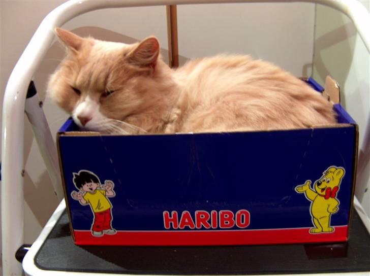 Blanding af racer Mippi billede 15