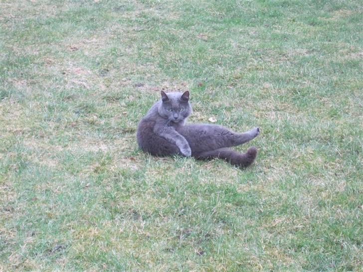 Russian Blue Pjevs - sort/hvid billede 11
