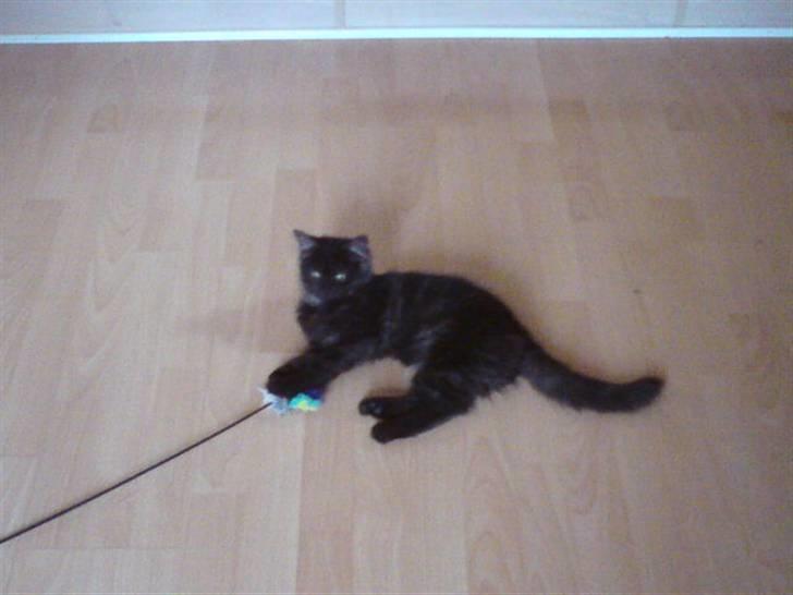 Maine Coon Pepsie - Pepsie :D <3 -smid en kommentar billede 1