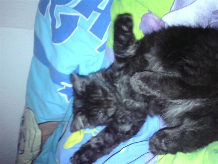 Maine Coon Pepsie - Tja..   -smid en kommentar til miinlillekat :D billede 6