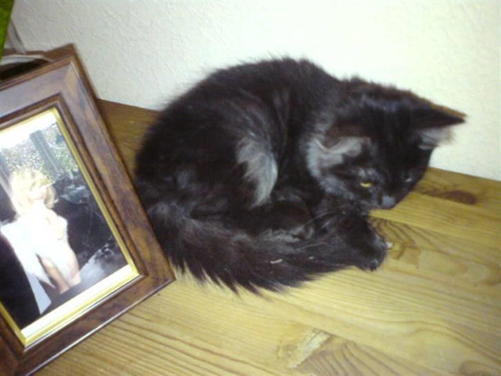 Maine Coon Pepsie billede 3