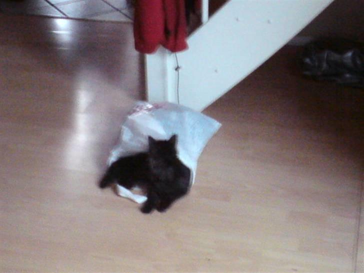 Maine Coon Pepsie billede 4