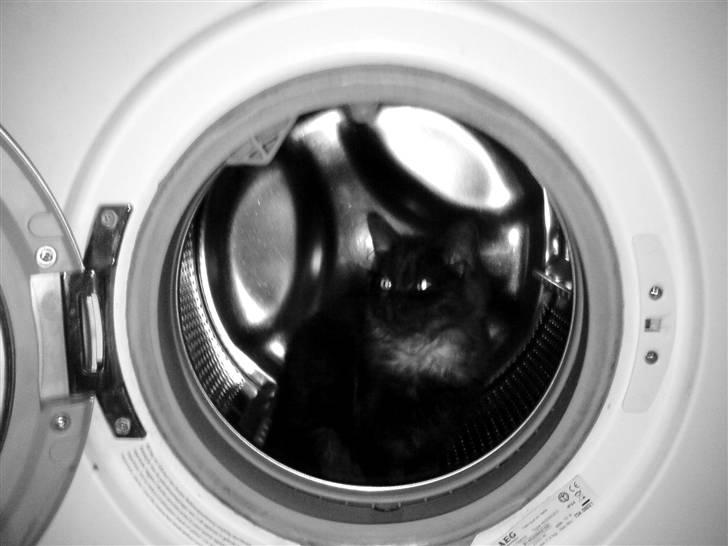 Maine Coon Pepsie billede 5