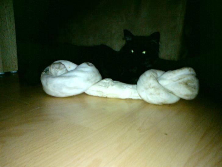 Maine Coon Pepsie billede 6