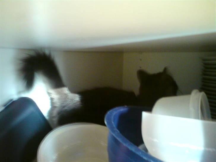 Maine Coon Pepsie billede 7