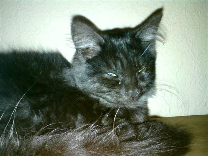 Maine Coon Pepsie billede 8