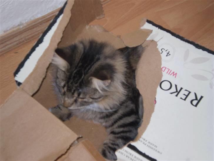 Norsk Skovkat Laban billede 2