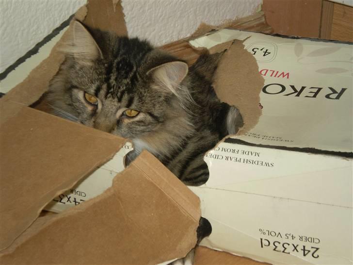 Norsk Skovkat Laban billede 3