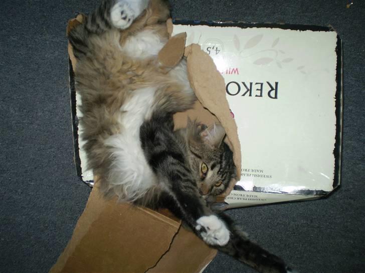 Norsk Skovkat Laban billede 4