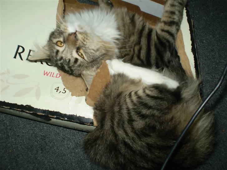 Norsk Skovkat Laban billede 5