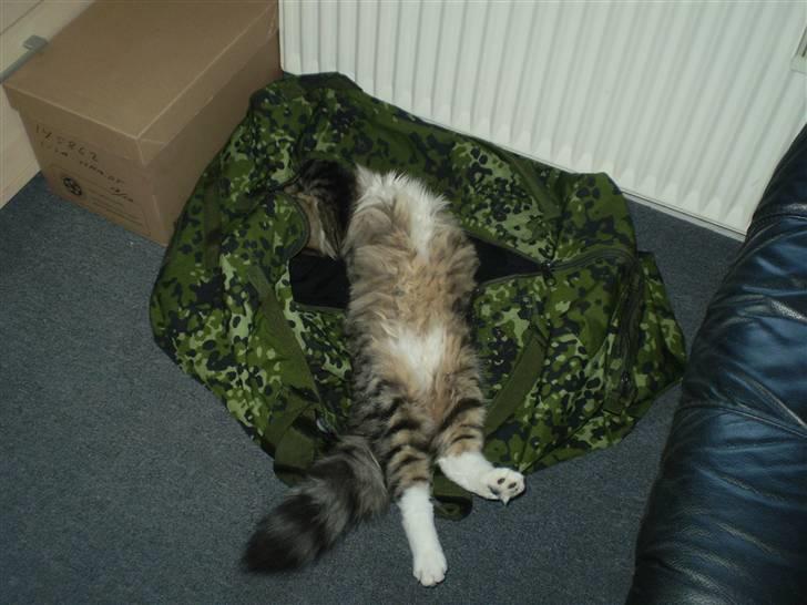 Norsk Skovkat Laban billede 6