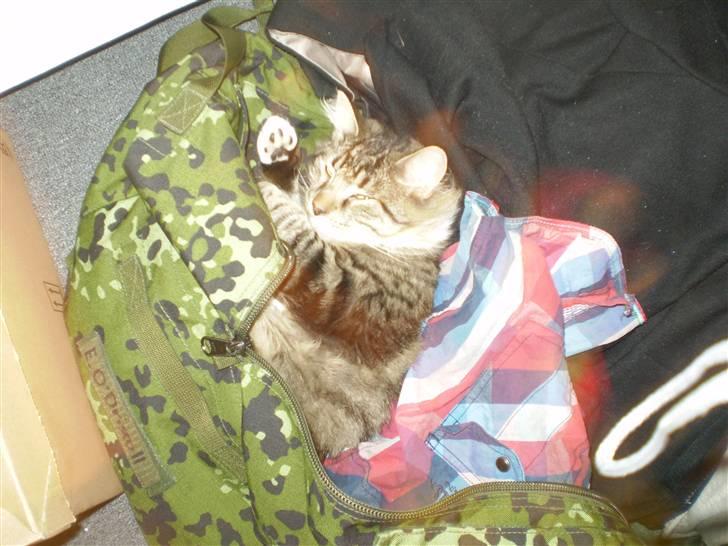 Norsk Skovkat Laban billede 7