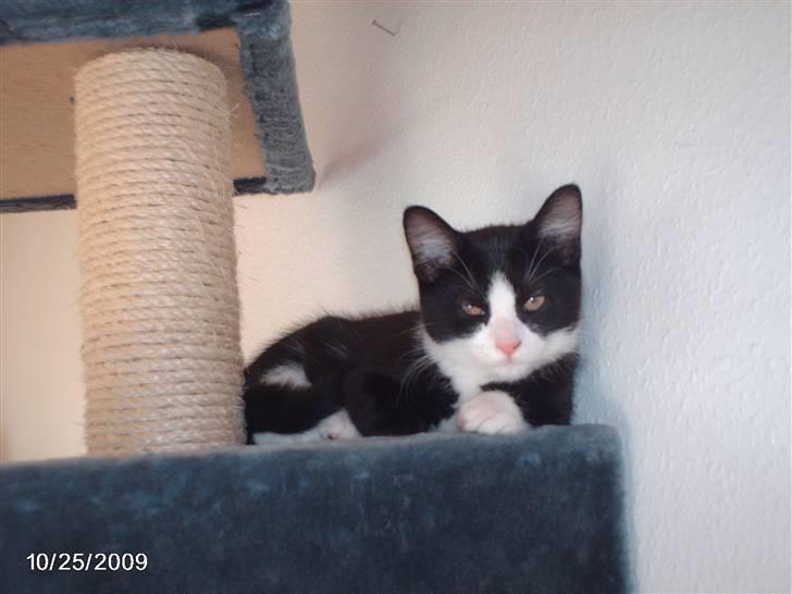 Huskat zenta - zenta billede 1