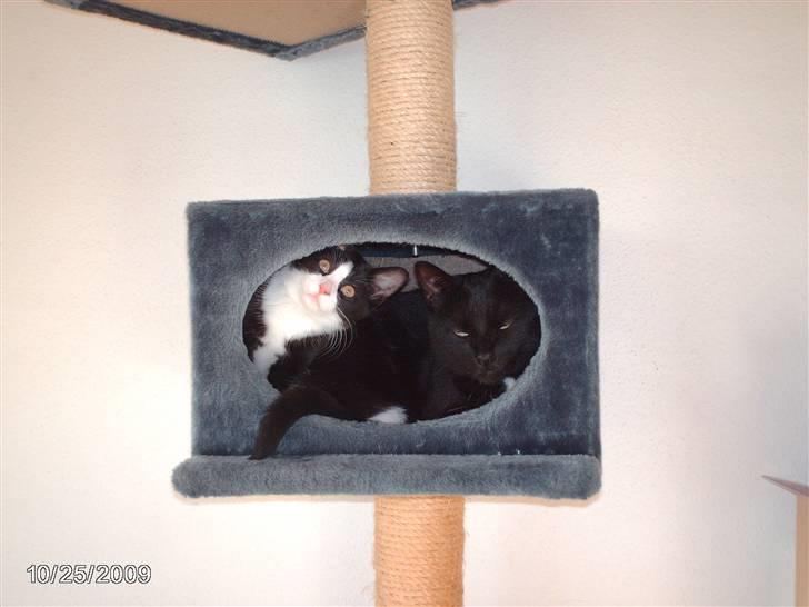 Huskat zenta - ikke meget plads billede 2