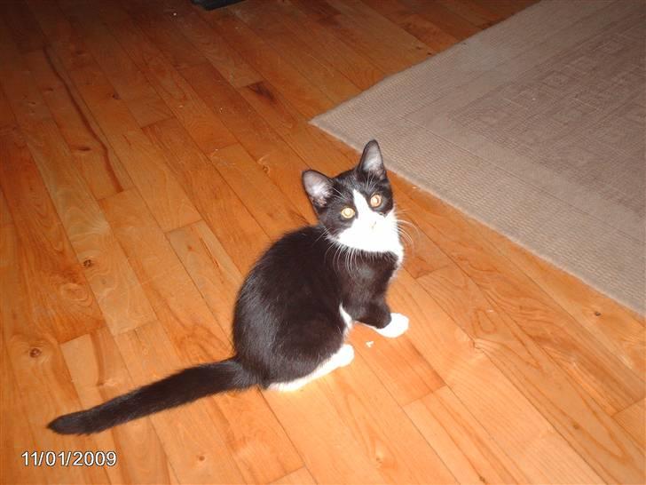 Huskat zenta billede 3