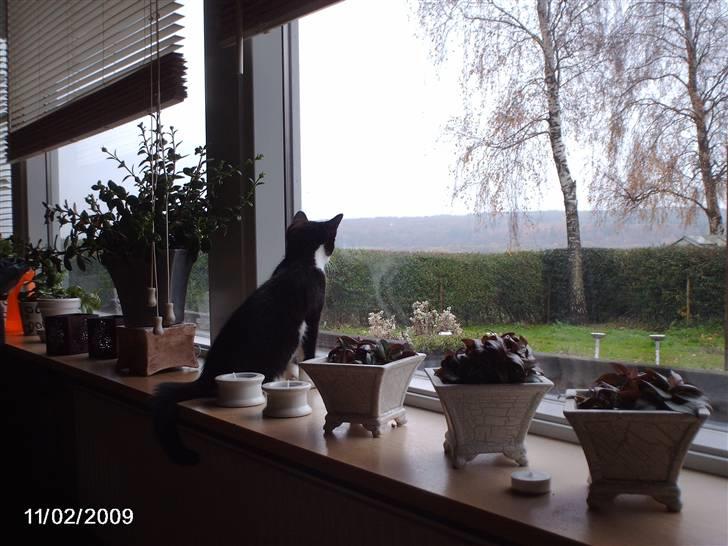 Huskat zenta - kikker efter mor. billede 4