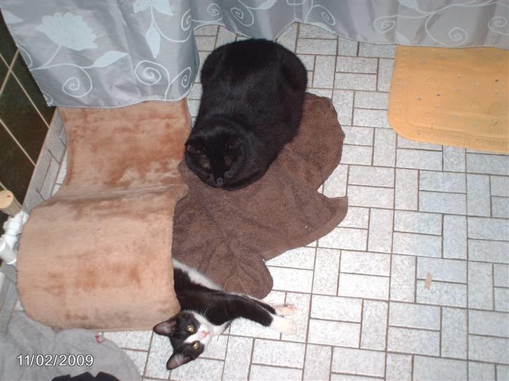 Huskat zenta billede 5