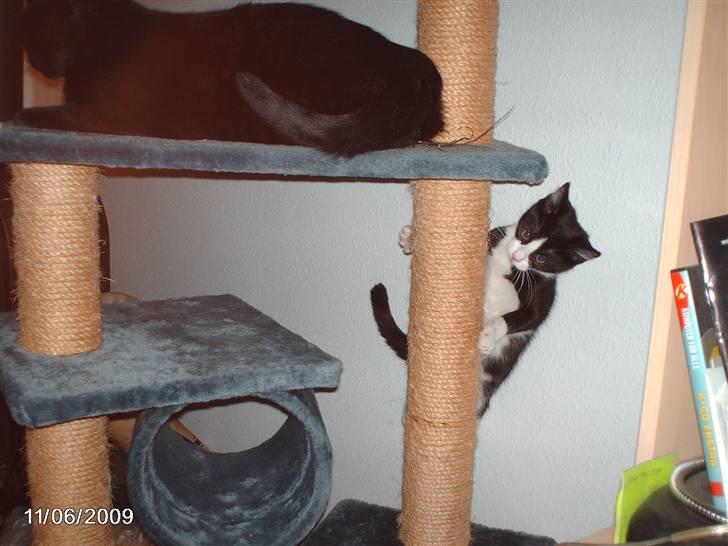 Huskat zenta - skal lige op og fange mors hale billede 6