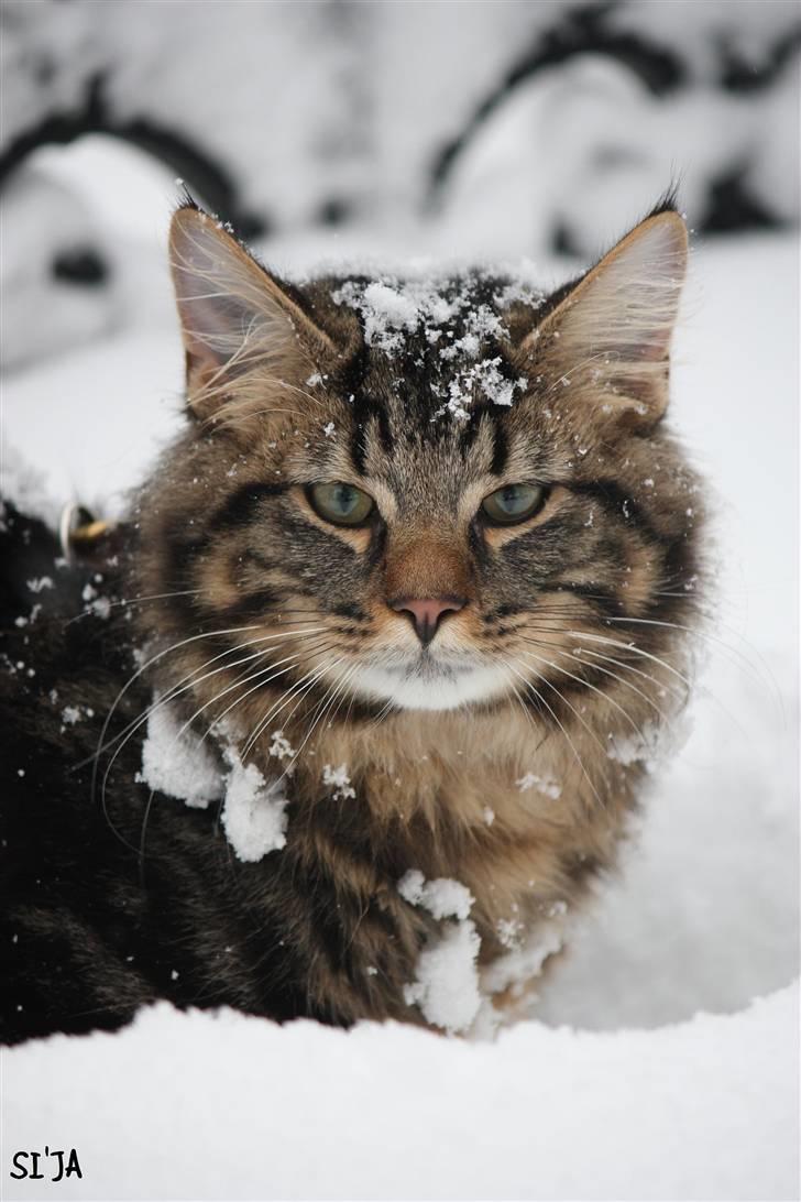 Norsk Skovkat Nero - MIJAUUUV - det´ mig der er Nero! Her er jeg i min første sne! D. 16/12 ´09. billede 1