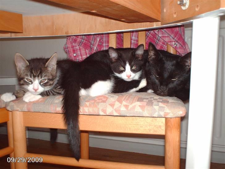 Huskat zenta - hygge med min mor og brode billede 7