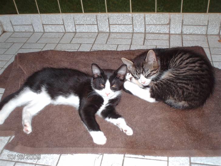 Huskat zenta - min brod janus billede 8