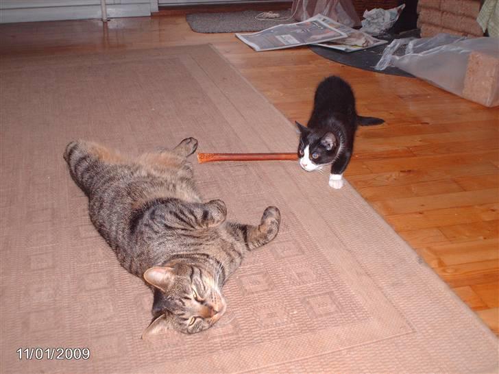 Huskat zenta - min halv brod pelle. billede 9