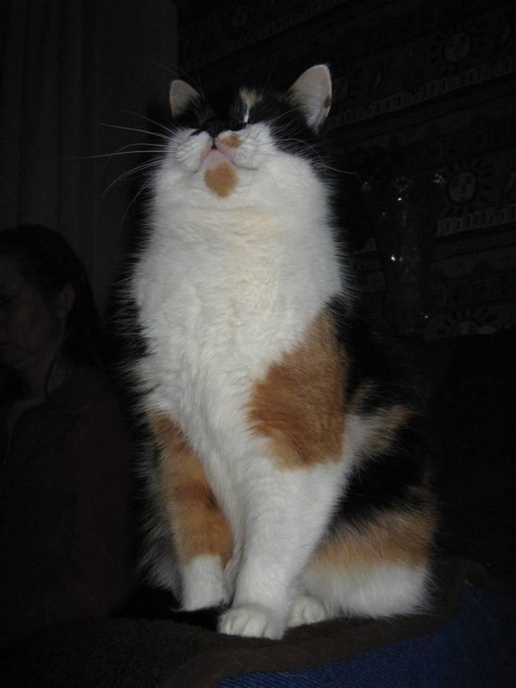 Huskat Missemor. VÆK! :( - ** NYT ** billede 10