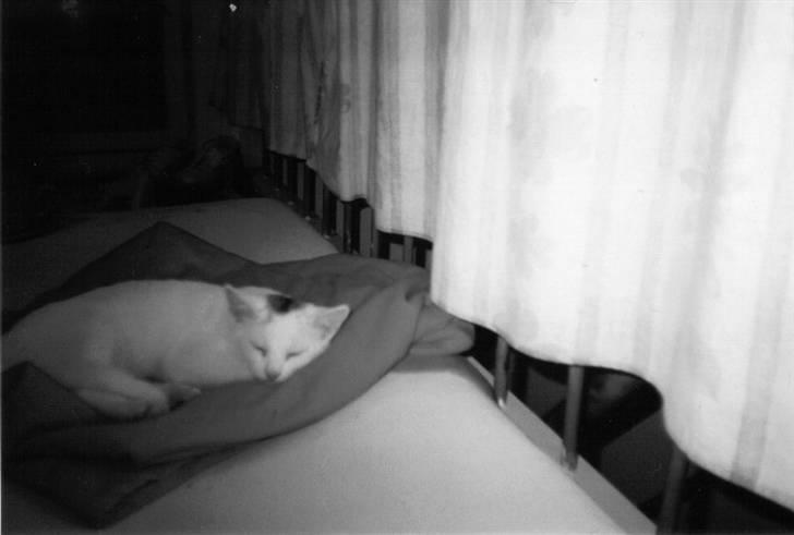 Huskat Fie''R.I.P.'' billede 7