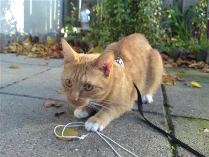 Huskat Bastian billede 17