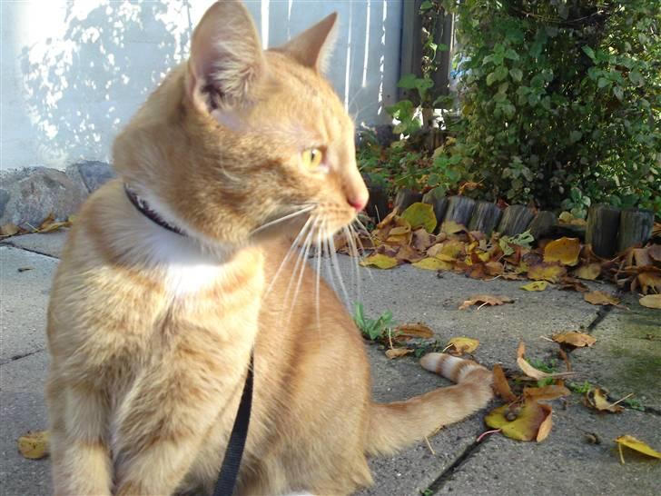 Huskat Bastian billede 18