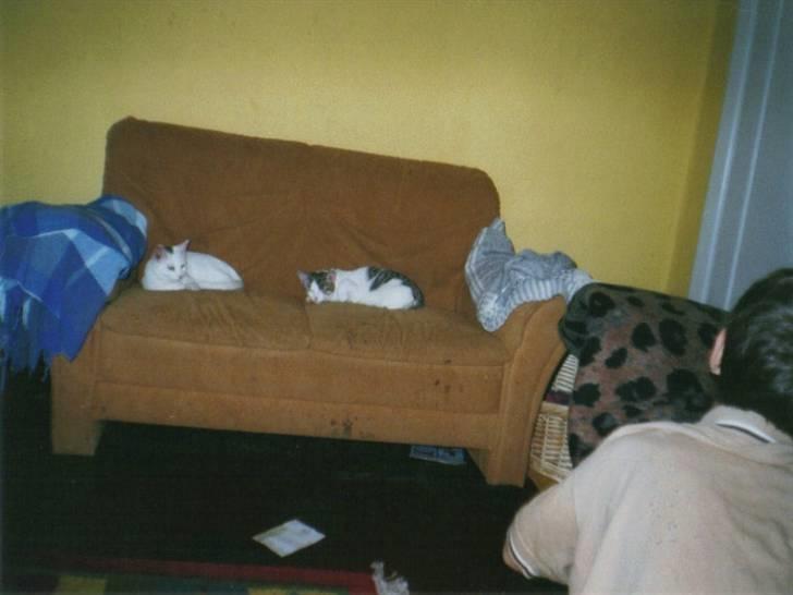 Huskat Fie''R.I.P.'' - Det er de to brødre:D Felix og Fie:p Fie er den hvide.... billede 8