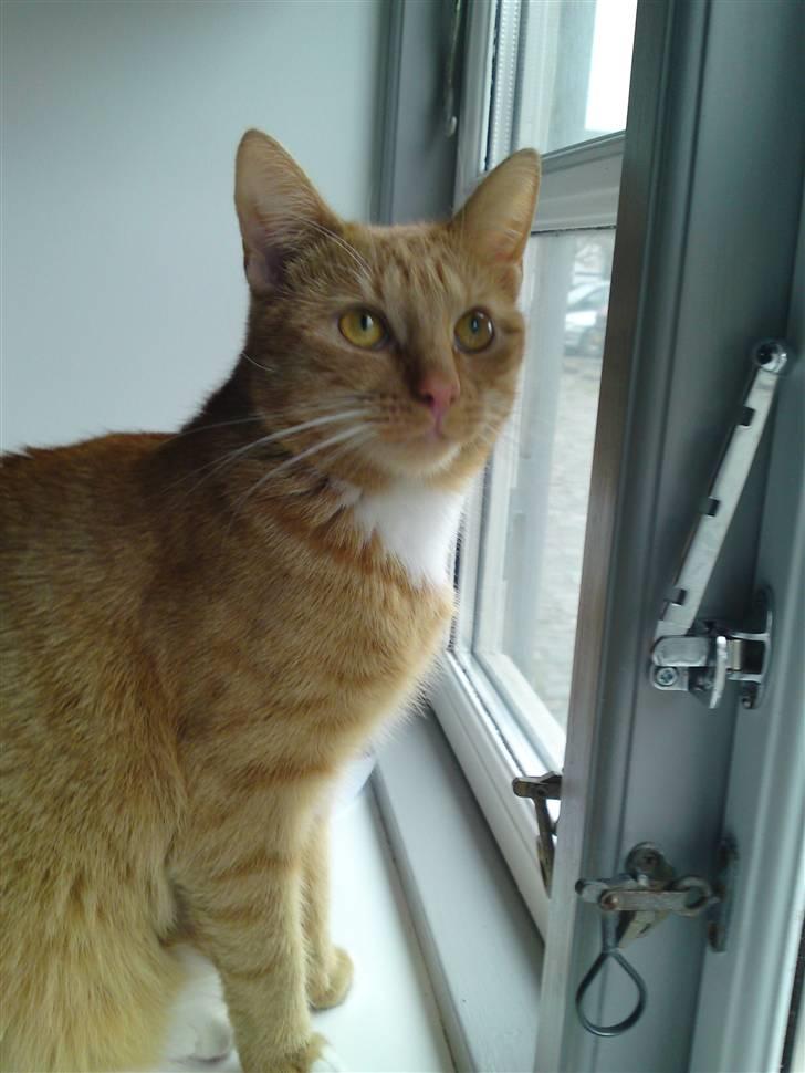 Huskat Bastian billede 19