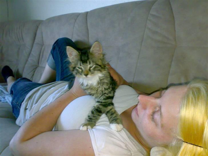 Norsk Skovkat Laban billede 8