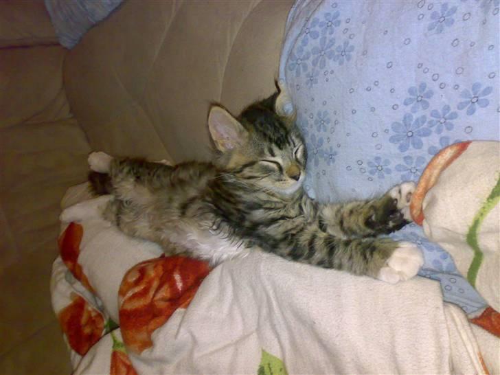 Norsk Skovkat Laban billede 9