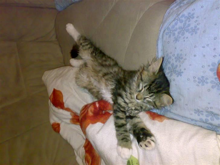 Norsk Skovkat Laban billede 10