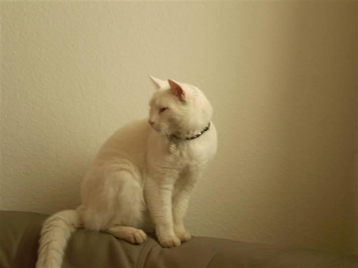 Huskat James billede 1