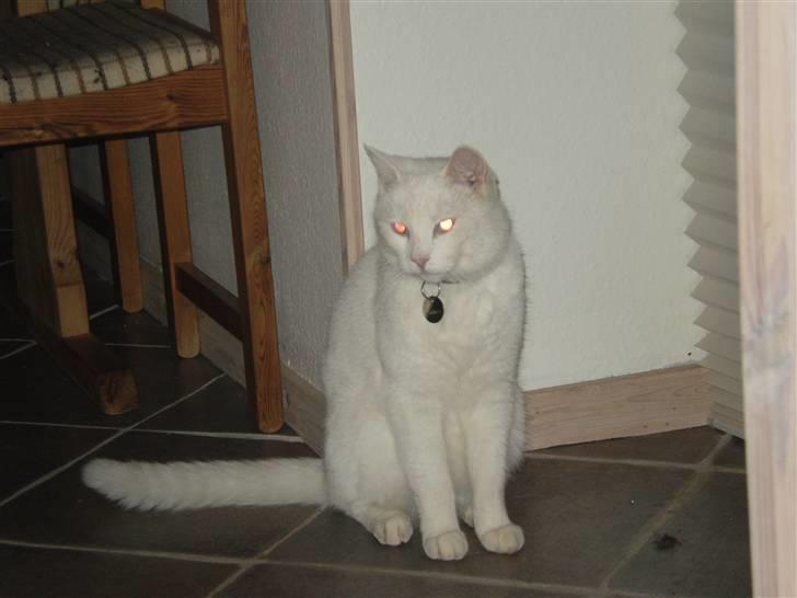 Huskat James billede 2