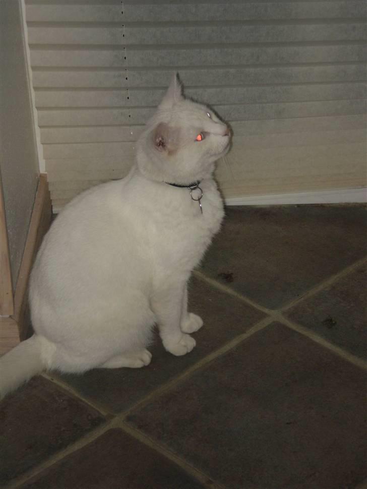 Huskat James billede 3