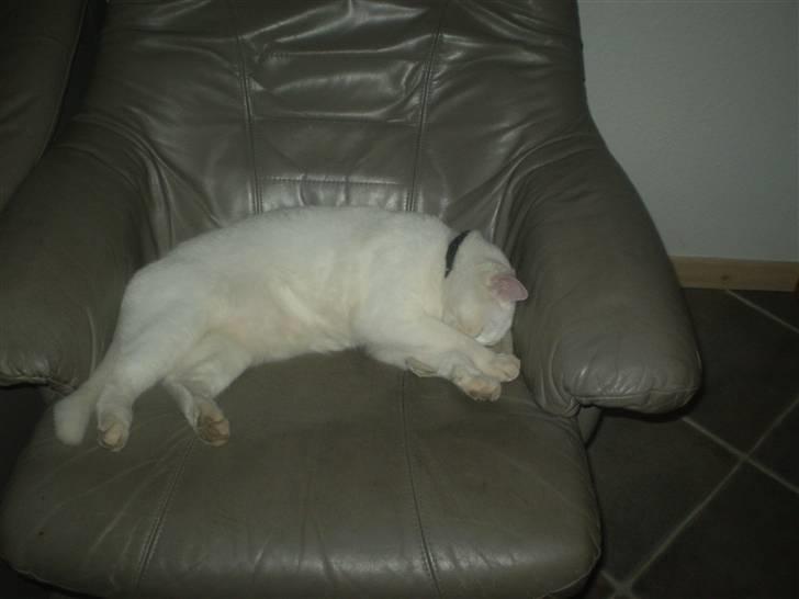 Huskat James billede 4