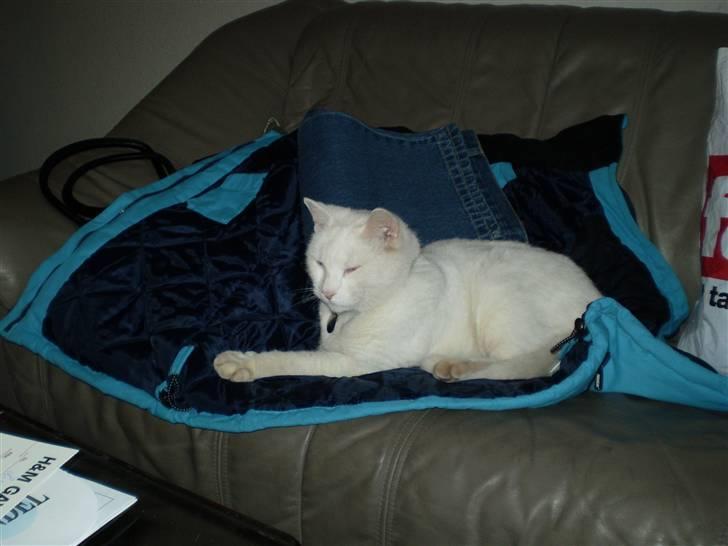 Huskat James billede 5